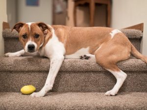 Professional Carpet Cleaner Danville