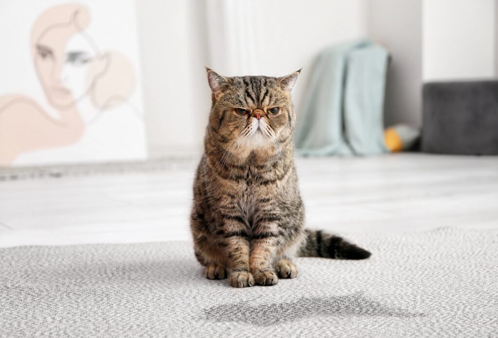 Stern cat sitting on carpet near wet spot